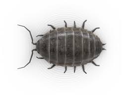 I use a terra cotta pot that has a sizable chip out of it. Sowbugs Pillbugs How To Get Rid Of Sowbugs Pillbugs Raid Bug Basics