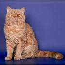 Selkirk Rex Shorthair - Aubrey Veterinarian