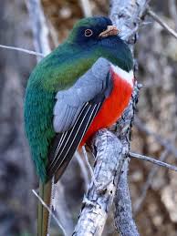 Image result for Tragia shirensis