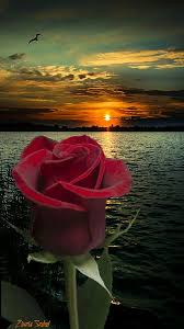 They are perfectly suited to convey your feelings for your someone. Jo Ejszakat Rozsa Beautiful Rose Flowers Beautiful Roses Beautiful Red Roses