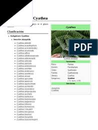 Image result for Cyathea mildbraedii