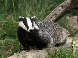 We did not find results for: Facts About Badgers Live Science