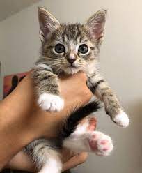 70 Off Anniversary Sale 2019 Litter Locker Cat Mat Free Shipping Hot Selling Cats Cute Cats Cute Cats And Kittens