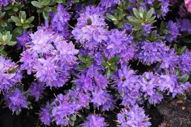 Obrazok Planten