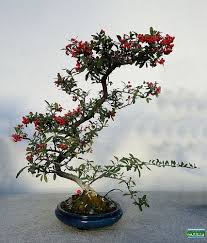 Pin On Bonsai 1