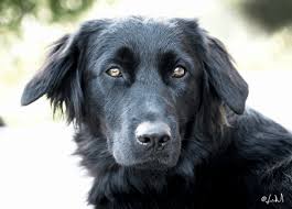 Mental stimulation is also very. 6 Dogs That Look Like Black Golden Retrievers With Pictures Golden Hearts