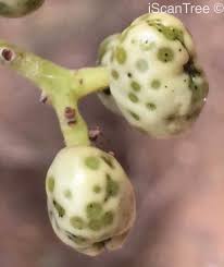 Image result for Ozoroa gomesiana