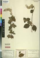 Image result for Cyathula polycephala