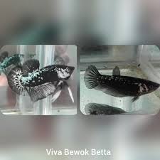 Ikan cupang atau ikan betta ini merupakan salah satu jenis ikan hias air tawar yang sangat terkenal. Ikan Cupang Hias Black Mamba Perlengkapan Hewan Aksesoris Hewan Di Carousell