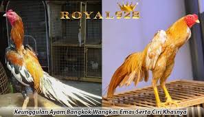 Keunggulan Ayam Bangkok Wangkas Emas Serta Ciri Khasnya Agen Sabung Ayam Online Bulu Ayam Ternak Ayam