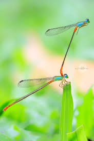 Image result for Macrotyloma densiflorum