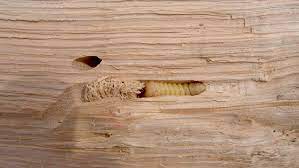 Der holzwurm kann an verschiedenen stellen große schäden verursachen. Holzwurm Bekampfen Was Wirklich Gegen Holzwurmer Hilft