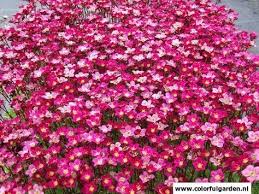 Vaste Plant Saxifraga Peter Pan Nederlandse Benaming Steenbreek Saxifraga Is In Het Algemeen Zeer Geschikt Voor De Rotstui Schaduwplanten Bloementuin Tuin
