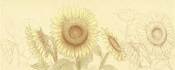 Pin on scanncut sunflower drawing watercolor sunflower sunflower art watercolor flowers watercolor paintings yellow sunflower painting lessons painting in this tip video then i wanted to show you how i went about painting this sunflower in my realistic style. How To Draw A Sunflower Realistic For Beginners Easy Step By Step