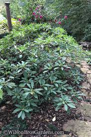 The hardiness zone/usda zone 7 to 10. Buy Edgeworthia Chrysantha Paper Bush For Sale Online From Wilson Bros Gardens Edgeworthia Chrysantha Bush Plant Garden Online