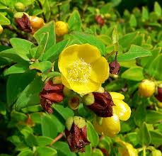 Image result for Hypericum scioanum