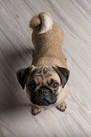 Best Quality Pug Puppy For Sale Singapore January 2022