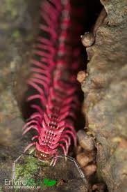 Black And Yellow Millipede Pink Dragon Millipede Desmoxytes Purpurosea Is A Spiny And Toxic Millipede Aptly Named For Its Bright Pink Color I Millipede Bugs And Insects Beautiful Bugs