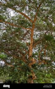 Image result for Acacia sieberiana