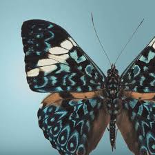 Jack Lancelot Bigham