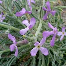 Image result for Blotiella sinuata