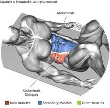 If your external obliques don't work correctly, you can be faced with a number of issues. 21 Muscles External Obliques Ideas Abs Workout Workout Muscle Anatomy
