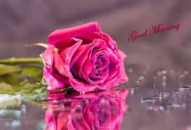 20 Romantic Good Morning Couple And Love Images Beautiful Roses Rose Images Love Images