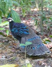 October Bird Of The Month October Update Ebird Pet Birds Beautiful Birds Pretty Birds