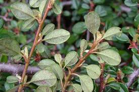 Image result for Cotoneaster microphyllus