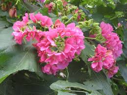 Image result for Dombeya