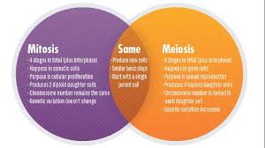 Mitosis Vs Meiosis Key Differences Chart And Venn Diagram