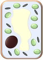 Filled with cell sap to help keep the cell turgid. Permanent Vacuole Key Stage Wiki