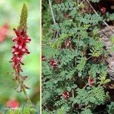 Image result for Indigofera spicata