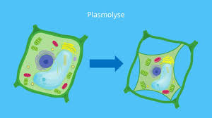 They can be transformed into basal bodies. Plasmolyse Mechanismus Und Deplasmolyse Mit Video