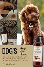 Dog Vinegar Rinse Cleanser Dry Itchy Skin Dry Skin Problem Vinegar Rinse