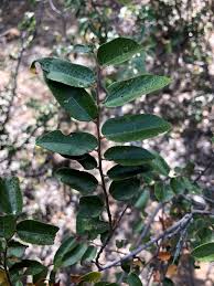 Image result for Grewia hornbyi