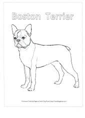 13517 best boston terriers images on pinterest. Kids Puppy Coloring Pages All Free