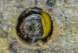 Can you even get rid of carpenter bees or do you just have to deal with their annoyances? Spencer Pest Serviceshow To Get Rid Of Carpenter Bees Spencer Pest Services