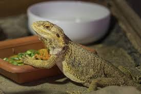 What Do Bearded Dragons Eat Complete Food Diet Chart