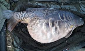 Biggest British Carp A Massive 83 Lb Is Found Dead