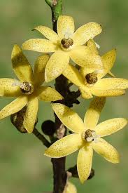 Image result for Cola natalensis