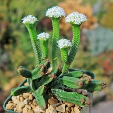 Image result for Crassula alticola