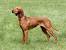 Red Dog Breeds Short Hair