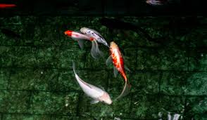 Packed in styrofoam, wrapped in bubble wrap in a well labled box. What Are Koi Betta Fish Everything You Need To Know About Koi Betta Fish