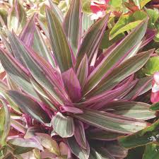 Use our water calculator to personalize watering recommendations to your environment or download greg for more advanced recommendations for all of your plants. Oyster Plant Moses In The Cradle Tradescantia Spathacea My Garden Life