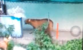 Bước đầu, hai con chó được xác định là giống pitbull dòng đại. Yiv6ugxhr7o7cm