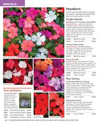 The blooms are likewise spread solid scent during the evening. 500 Plus Purple Moonflower Seed Trumpet Flower Night Blooming Sweet Fragrance Annual Biennial Seeds Home Garden Worldenergy Ae