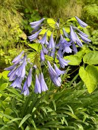 Image result for Agapanthus codii