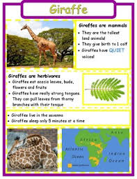 Animal Fact Sheets By Mrs Dysards Corner Teachers Pay Teachers Giraffe Facts Animal Facts Fact Sheet