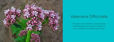 Image result for Valeriana